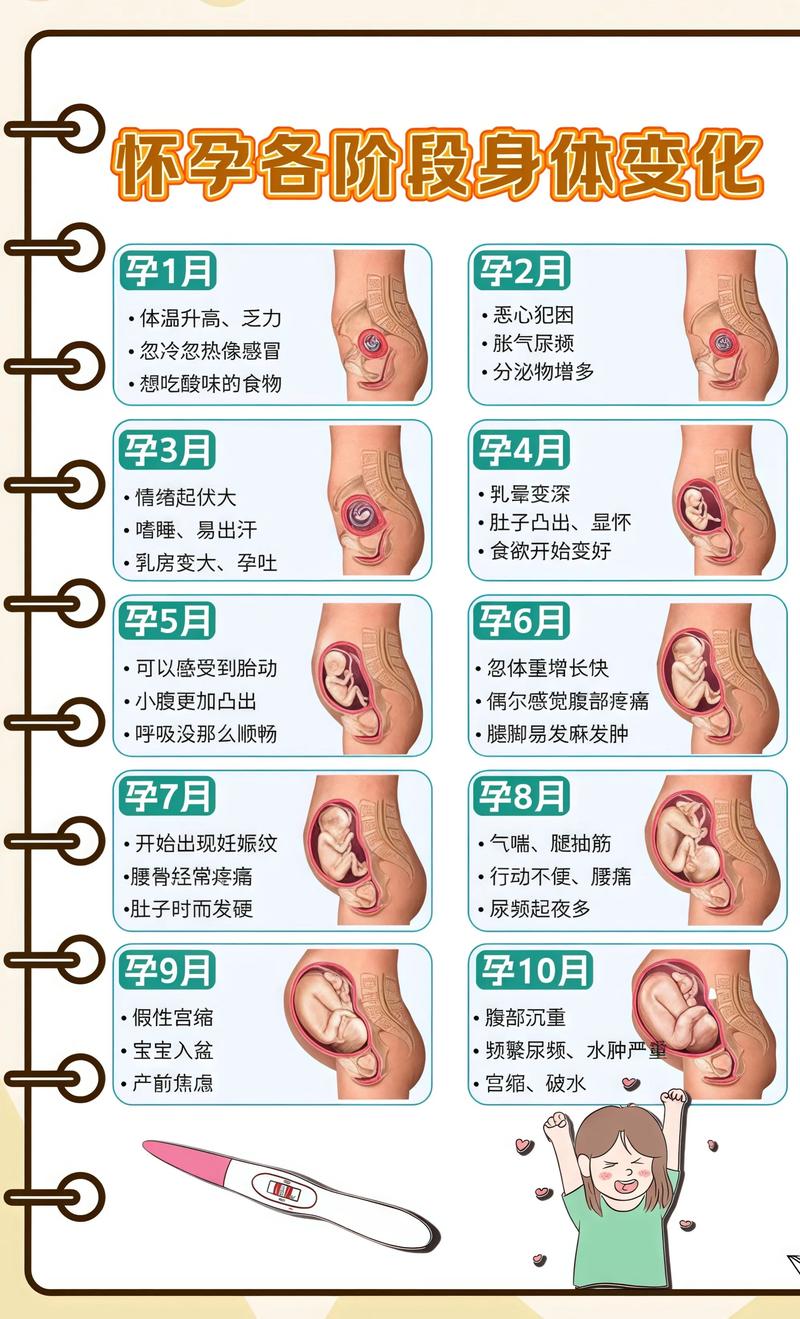 揭秘供卵代孕妈妈怀孕小腹分两节,孕期变化的奥秘临沂代生机构: